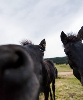 Un cheval