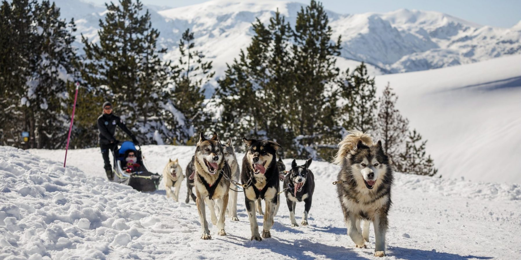 Balades et randonnées en chiens de traineaux