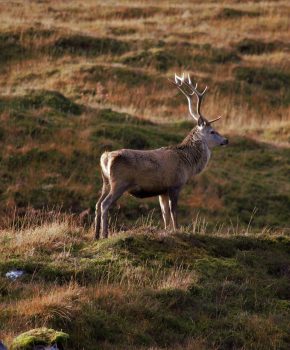 Brame du cerf au col des Marrous