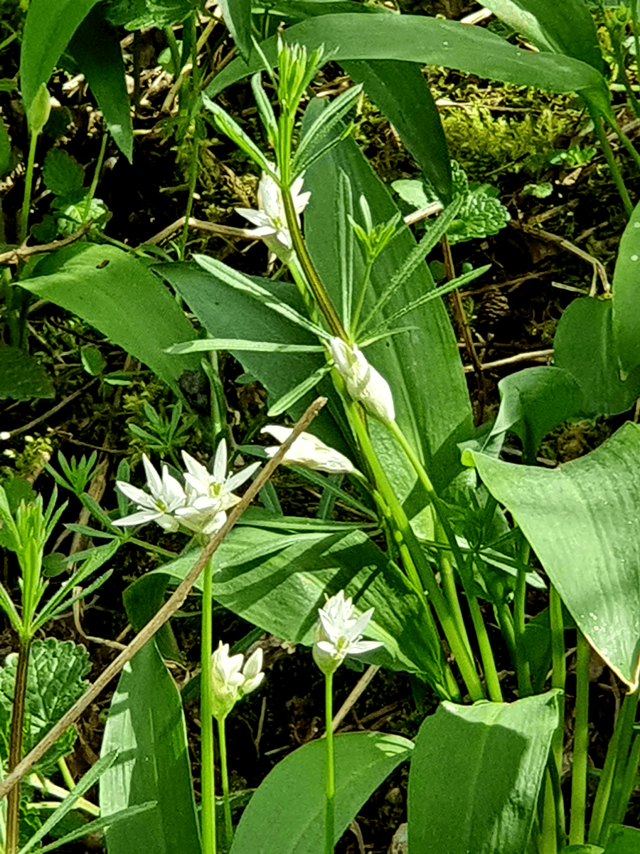 ail des ours