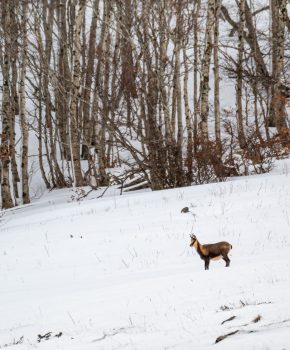 Ontdek de schatten van het nationale reservaat Orlu in Ariège