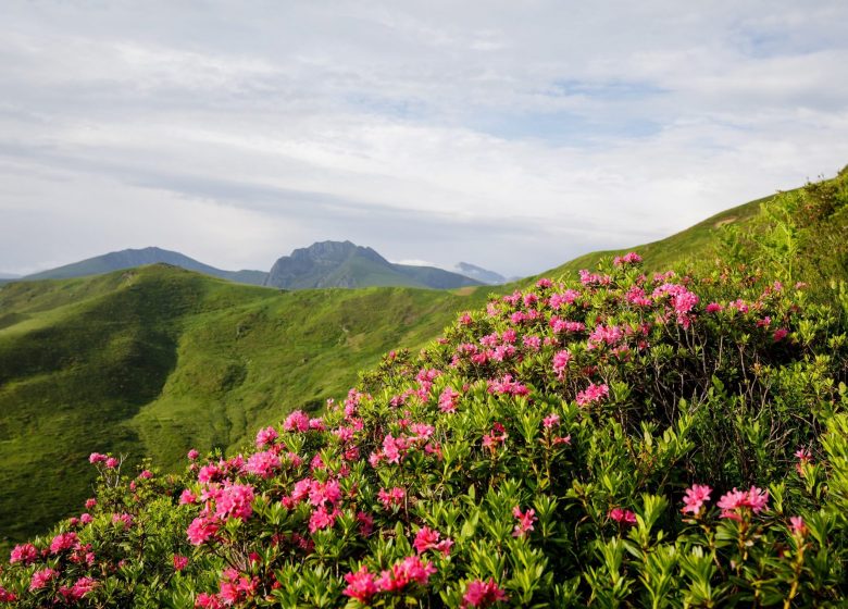 Pico de Estibat