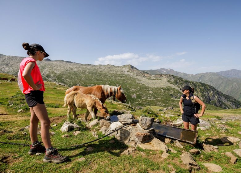 Bivouac and deer slab: 2 half-day and 1 night hike – with mules