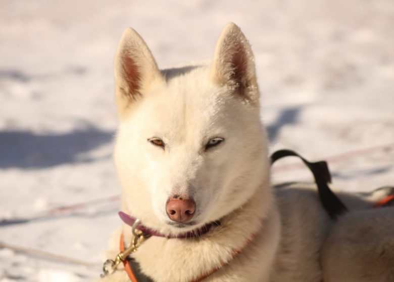 escapada husky