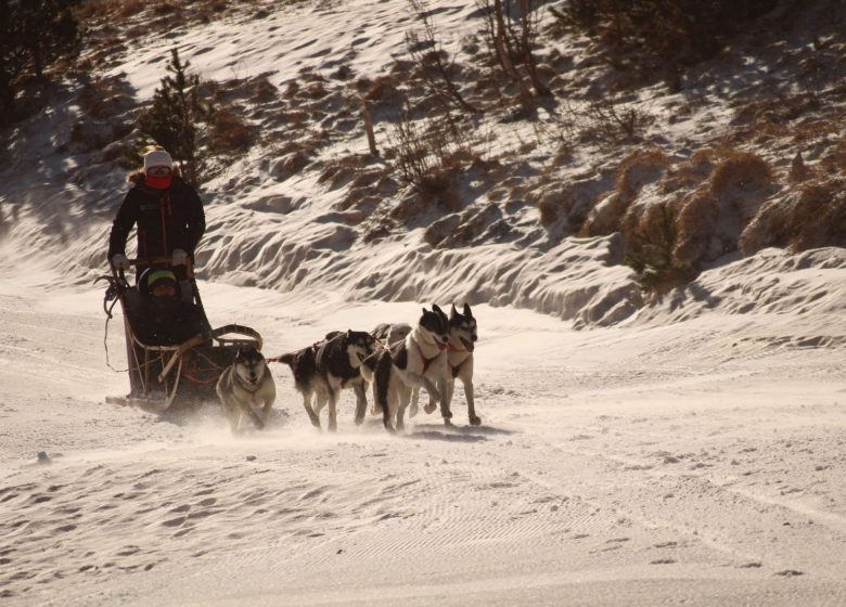 Chiens de traîneau avec Husky Evasion