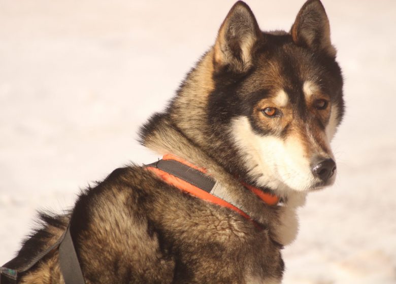 Dog sledding with Husky Evasion