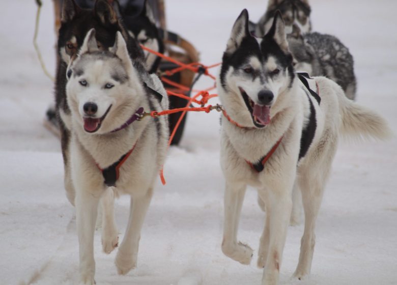 Chiens de traîneau avec Husky Evasion