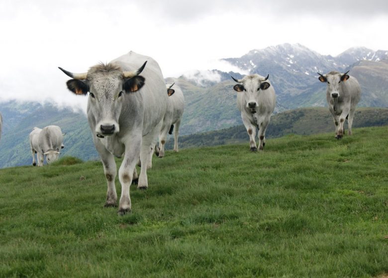 The Aston and Hospitalet mountains