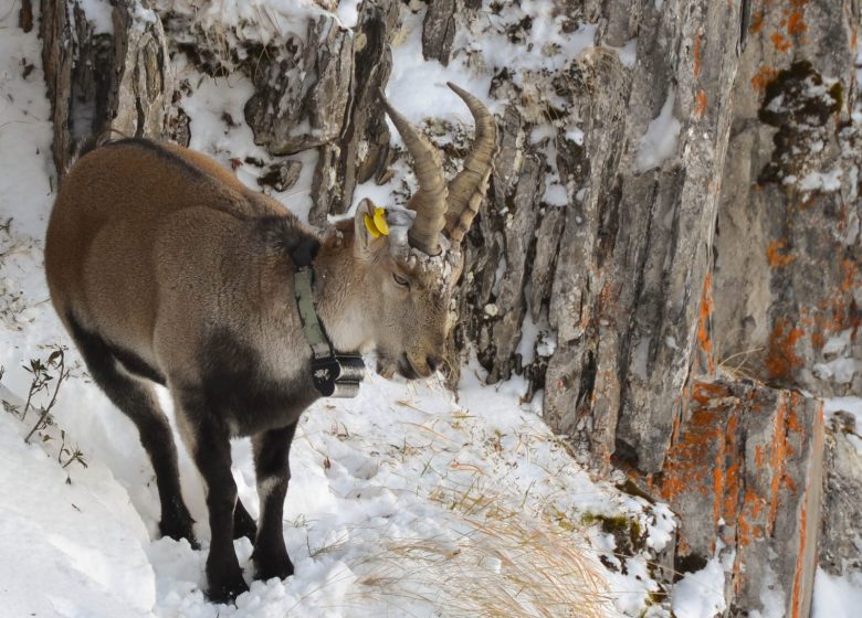 Regional Natural Park of the Ariège Pyrenees