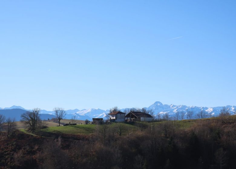 Passejades en carruatge amb cavalls de tir