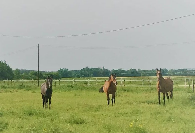 Manege Les Ecuries du Basthel