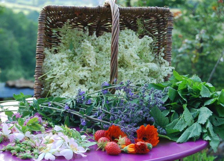 Jardin botanique – Le sentier des sorcières