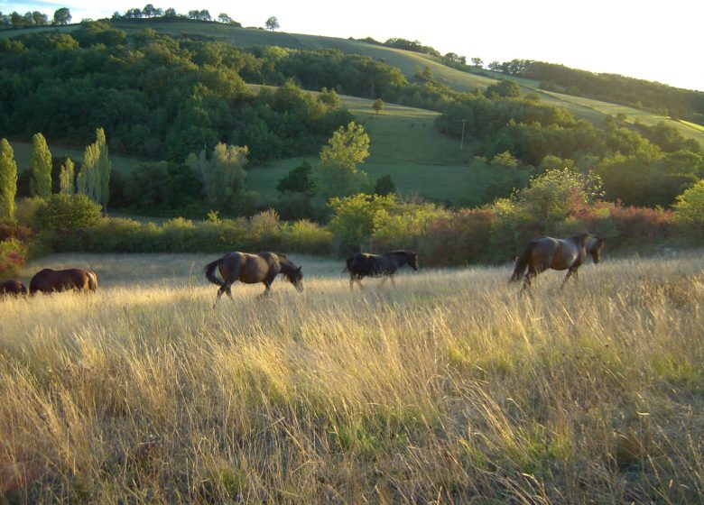 Sènior a cavall a l’aire lliure