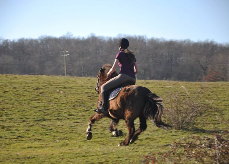 Farandole Equestrian