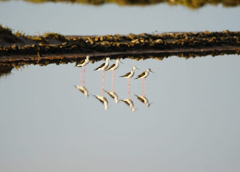 Het domein van de vogels