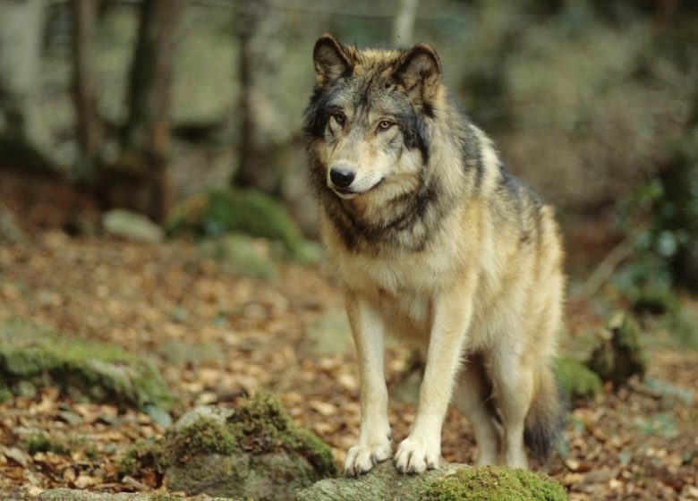 La Maison des Loups