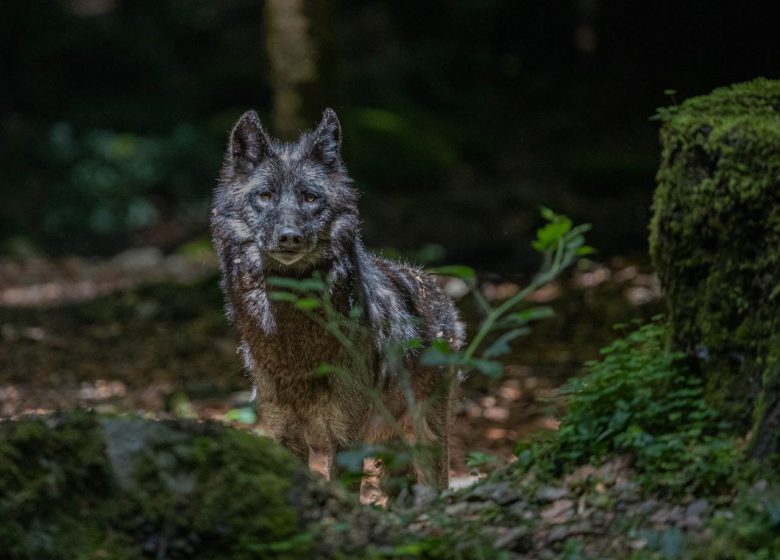 La Maison des Loups