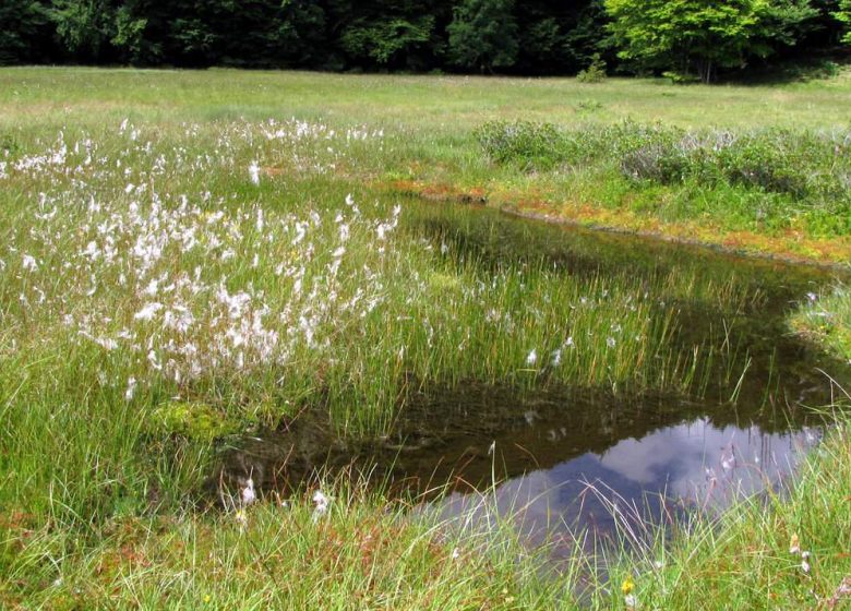 Natura 2000, Mont Ceint, Mont Béas, tourbière de Bernadouze