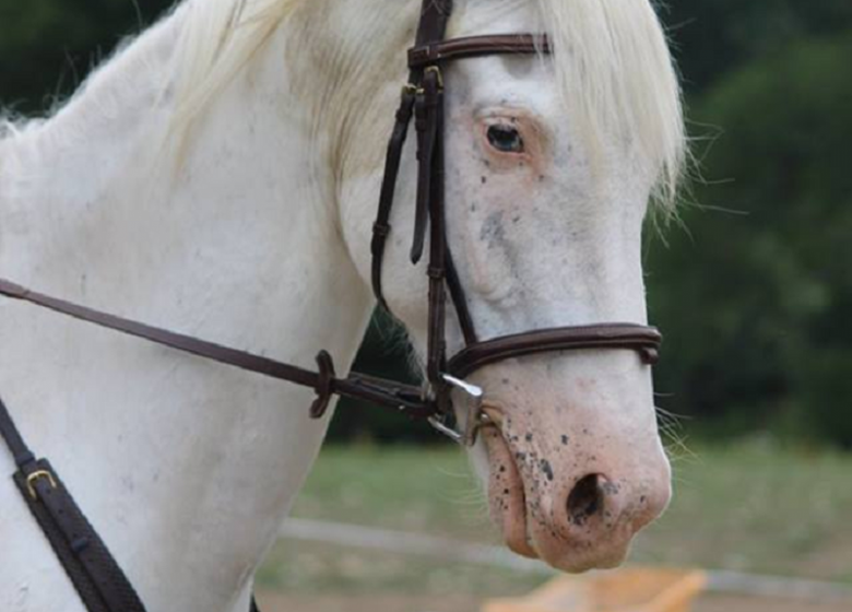 Cantegril Equestrian Center