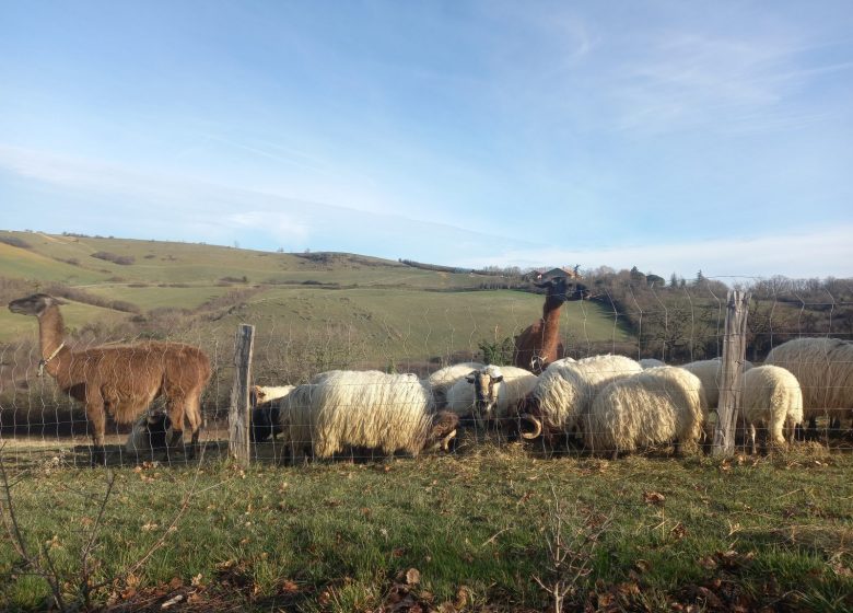 Castel Pouzouilh farm