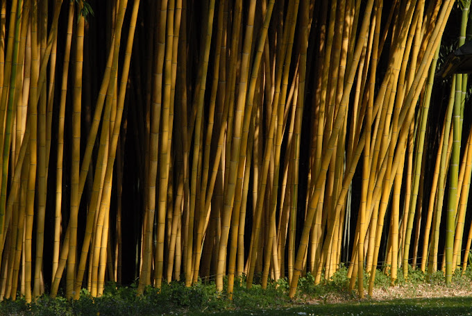 Het bamboepark