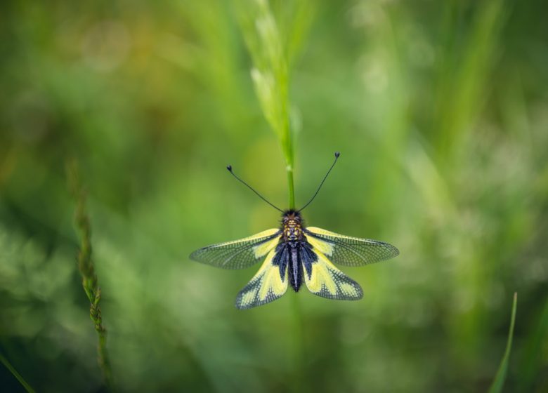 Natura 2000, calcare Quiès di Tarascon-sur-Ariège e grotta del piccolo Caougno