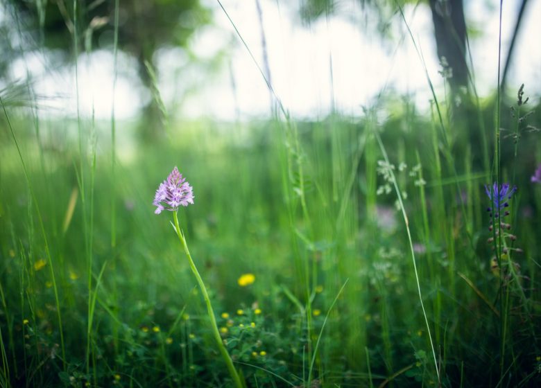 Natura 2000, calcare Quiès di Tarascon-sur-Ariège e grotta del piccolo Caougno