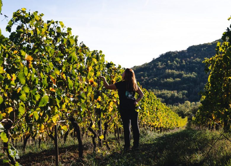 Dominio delle colline di Engraviès