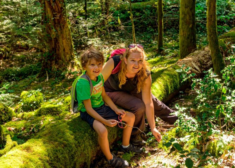 La Foresta Reale – Sentiero nel bosco