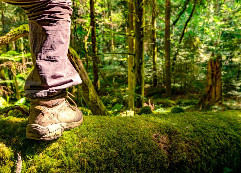 La Foresta Reale – Sentiero nel bosco