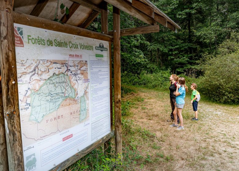 La Foresta Reale – Sentiero nel bosco