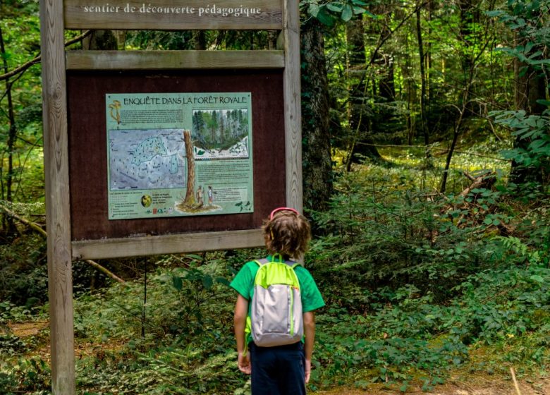 La Foresta Reale – Sentiero nel bosco