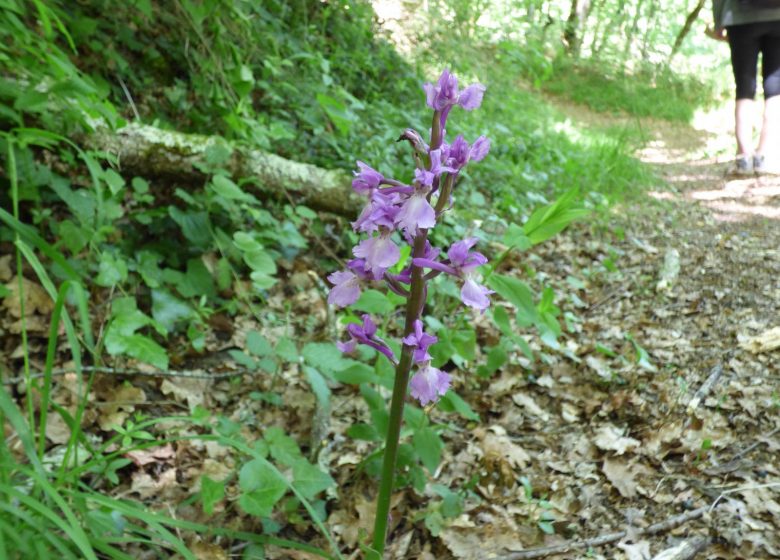 Le sentier du solitaire