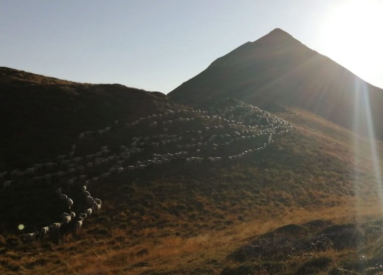 Transhumance in Bellongue