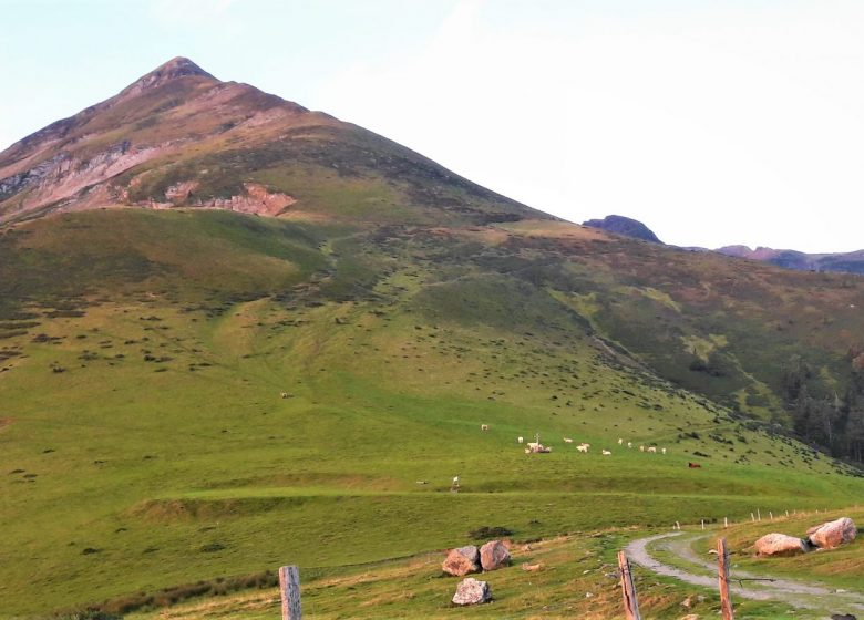 Transhumance en Bellongue