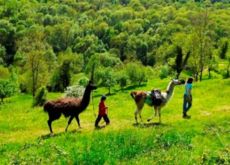 Visite en plein air « La ferme des Lamas »
