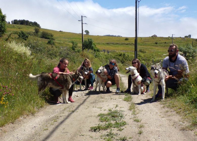 Cani pasea con Husky Evasion