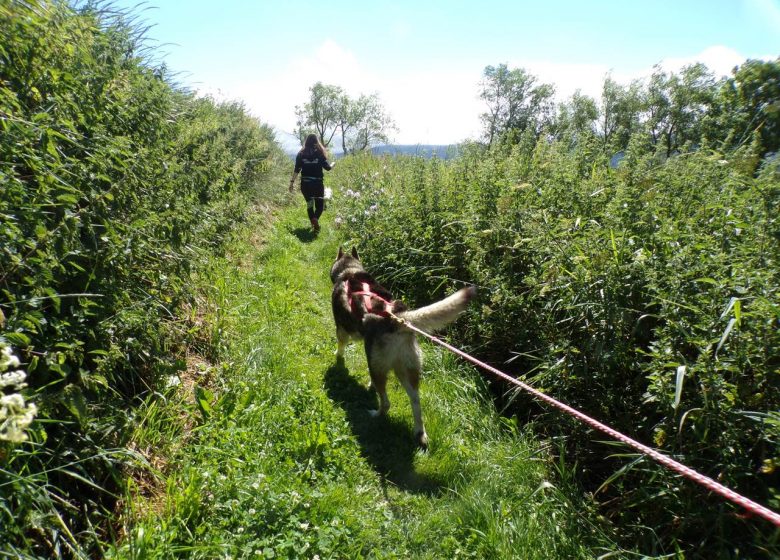 Cani pasea con Husky Evasion