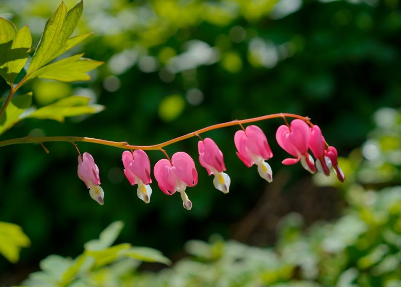 Guided tour – Le Clos des Aromes garden