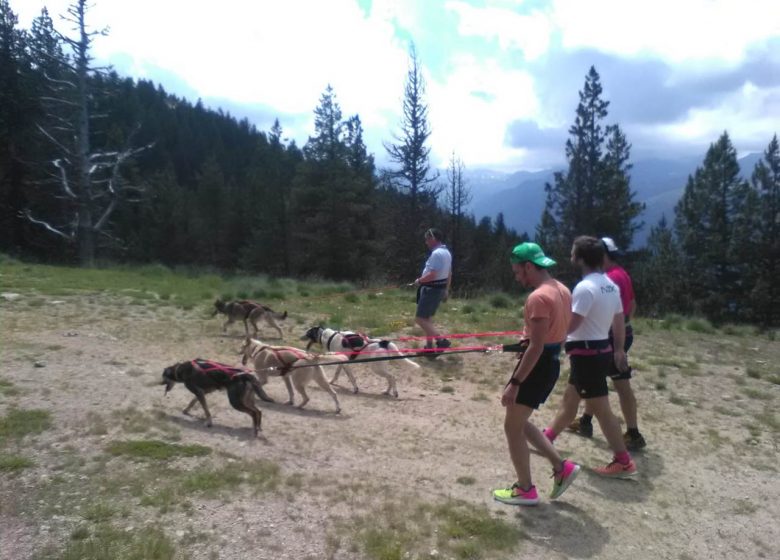 Cani-marche - Passeggiata a 6 zampe con Angaka