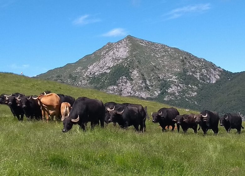 The Farm of Souègnes