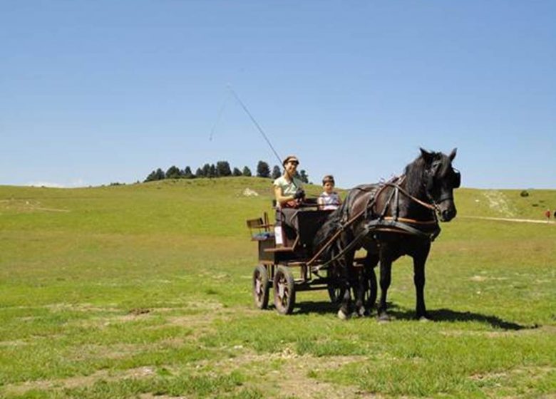 Paseo en carruaje tirado por caballos con Angaka Nordic Village