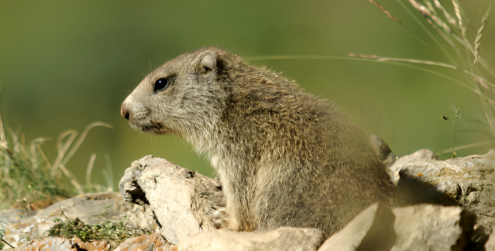 Mountaneô – Loop om marmotten te ontdekken