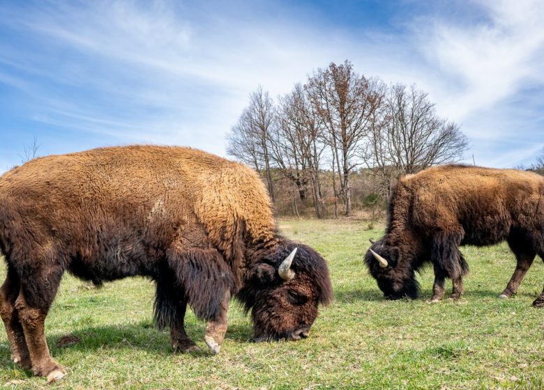 The bison farm