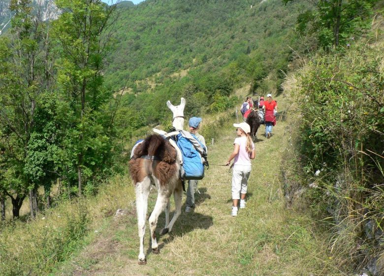 Les animaux de nos montagnes