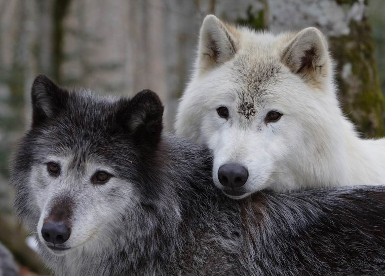 De dieren van onze bergen