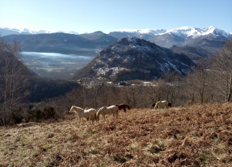 La granja de caballos de Thomas y Elsa