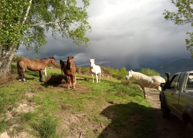 La granja de caballos de Thomas y Elsa