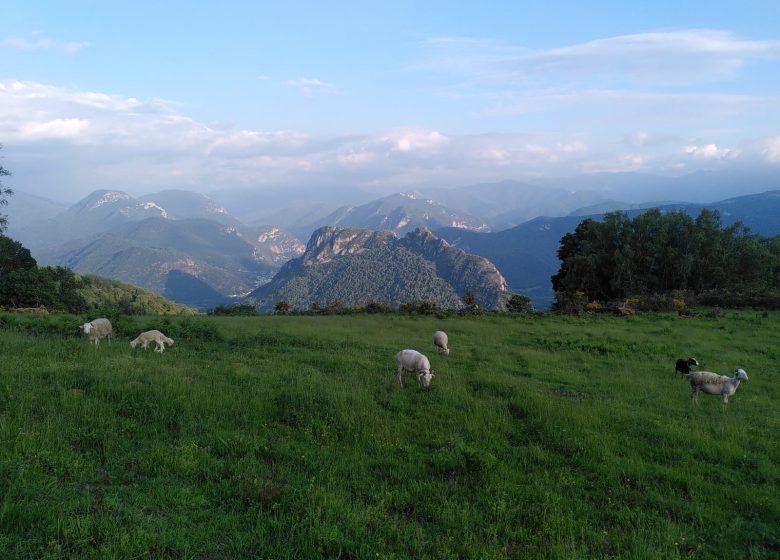 La ferme équestre de Thomas et Elsa