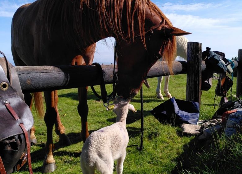 Thomas and Elsa's horse farm